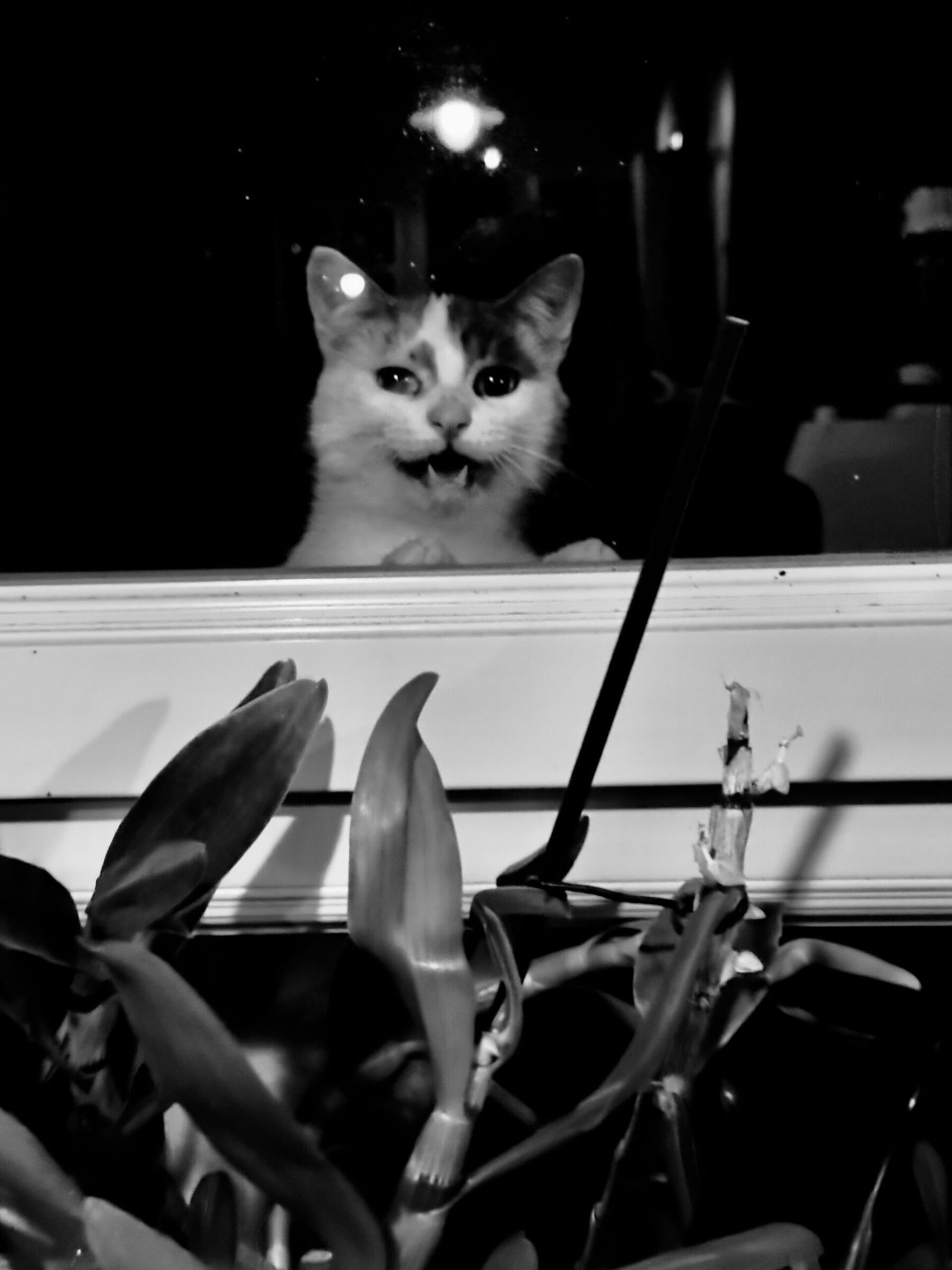 Photographie de l’œuvre Chat à la fenêtre - Créée par l’artiste Romain Wisniewski en 2024 — Romain Wisniewski, photographe documentaire français, né à Gien en 2004 — Romain Wisniewski, Photographe et historien français